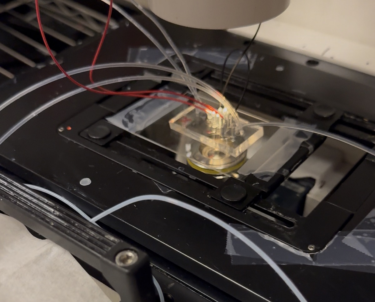 Microfluidic chip on the microscope stage